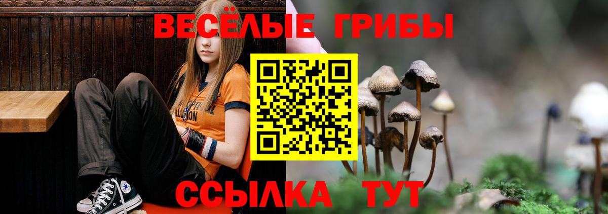 Псилоцибиновые грибы Cubensis Кудымкар